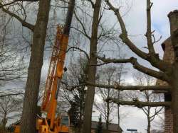 rooien van bomen in Gerwen