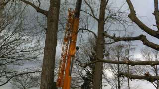 bomen rooien Marienheem