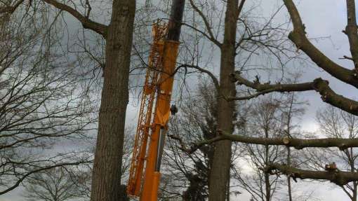 Bomen rooien Eygelshoven