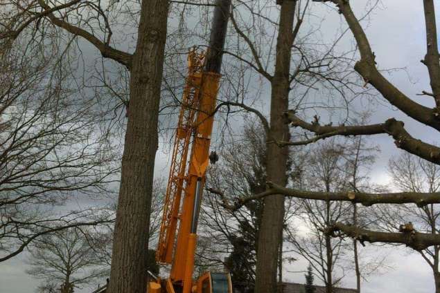 bomen rooien Marienheem