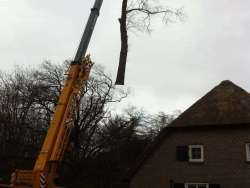 bomen rooien in Geetruidenberg, rooien van populieren bomen