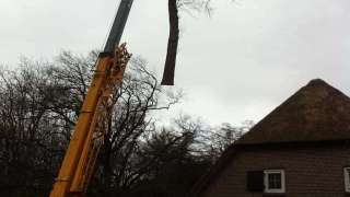 bomen rooien, kappen, snoeien van bomen in Teteringen