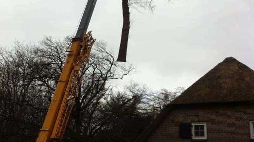 bomen rooien in Geetruidenberg, rooien van populieren bomen