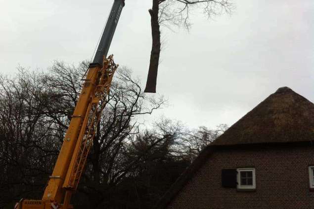 bomen rooien in Geetruidenberg, rooien van populieren bomen