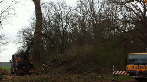 Bomen rooien Siebengewald