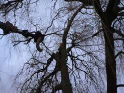 bomen rooirn tilburg Centrum