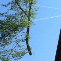 images/027 eikenboom kappen/Amrikaanse eikenbomen rooien Tilburg-200x200-65e
