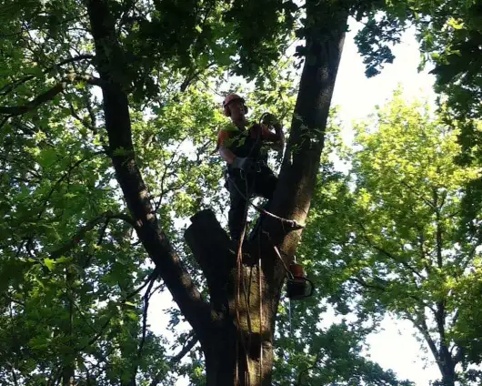 images/027 eikenboom kappen/Eiken bomen kappen Kaatsheuvel-530x424-3b7