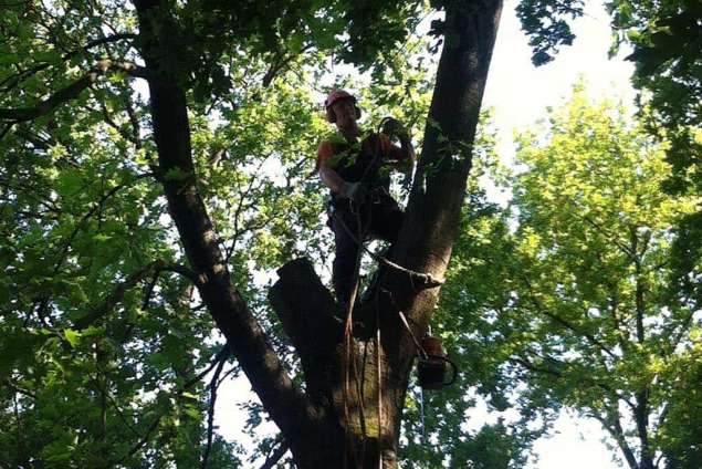 images/027 eikenboom kappen/Eiken bomen kappen Kaatsheuvel-635x424-acc