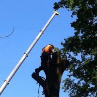 images/027 eikenboom kappen/Eiken bomen rooien Etten Leur-200x200-f01