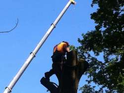 images/027 eikenboom kappen/Eiken bomen rooien Etten Leur-250x188-0c9