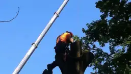 images/027 eikenboom kappen/Eiken bomen rooien Etten Leur-257x145-d0c