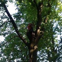 images/027 eikenboom kappen/Eiken bomen rooien Rosmalen-200x200-f01