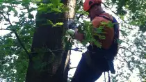 images/027 eikenboom kappen/Rooien van Elzen bomen Sint michel gestel-210x118-3d3