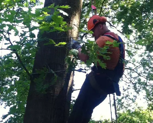 images/027 eikenboom kappen/Rooien van Elzen bomen Sint michel gestel-530x424-3b7