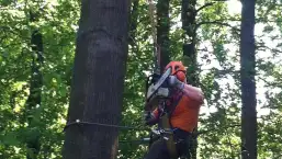 images/027 eikenboom kappen/Rooien van bomen Dongen-257x145-d0c