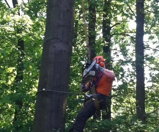 images/027 eikenboom kappen/Rooien van bomen Dongen-510x424-ea3