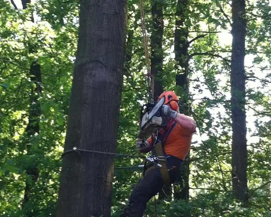 images/027 eikenboom kappen/Rooien van bomen Dongen-530x424-3b7