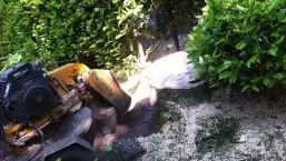 images/027 eikenboom kappen/Stronken uit frezen-257x145-d0c