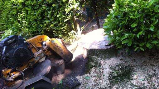 images/027 eikenboom kappen/Stronken uit frezen-510x287-6cb