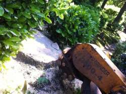 images/027 eikenboom kappen/Stronken uitfrezen Drunen-250x188-0c9