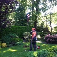 images/027 eikenboom kappen/bomen rooien waalre-200x200-f01