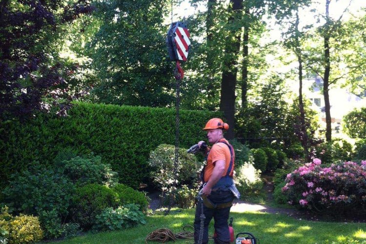 images/027 eikenboom kappen/bomen rooien waalre-750x500-6a9