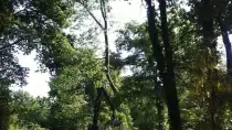 images/027 eikenboom kappen/rooien van bomen in ulvenhout-210x118-3d3