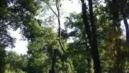 images/027 eikenboom kappen/rooien van bomen in ulvenhout-257x145-d0c