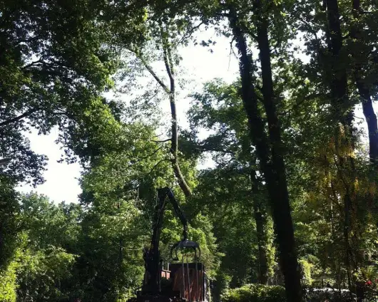 images/027 eikenboom kappen/rooien van bomen in ulvenhout-530x424-3b7