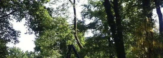 images/027 eikenboom kappen/rooien van bomen in ulvenhout-550x197-15f