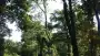 images/027 eikenboom kappen/rooien van bomen in ulvenhout-90x51-4f7