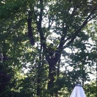 images/027 eikenboom kappen/rooien van bomen in zegge-200x200-f01