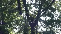 images/027 eikenboom kappen/rooien van bomen in zegge-210x118-3d3