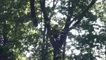 images/027 eikenboom kappen/rooien van bomen in zegge-210x119-faa