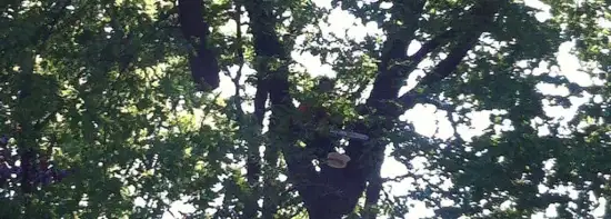 images/027 eikenboom kappen/rooien van bomen in zegge-550x197-15f