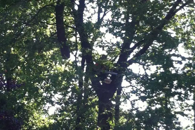 images/027 eikenboom kappen/rooien van bomen in zegge-635x424-3f3