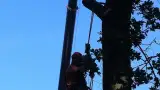 images/027 eikenboom kappen/verwijderen van bomen Dorst-160x90-92c