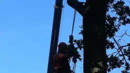 images/027 eikenboom kappen/verwijderen van bomen Dorst-257x145-d0c