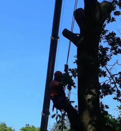 images/027 eikenboom kappen/verwijderen van bomen Dorst-390x424-c6d