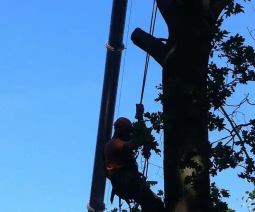 images/027 eikenboom kappen/verwijderen van bomen Dorst-510x424-ea3