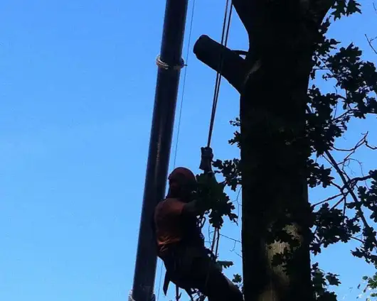 images/027 eikenboom kappen/verwijderen van bomen Dorst-530x424-3b7
