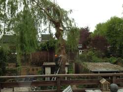 images/028 truerwilg/treurwilg rooien Eindhoven-250x188-012