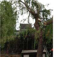 images/028 truerwilg/treurwilg rooien breda-250x188-012