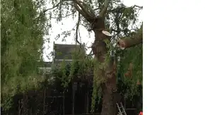 images/028 truerwilg/treurwilg rooien breda-290x163-c8a