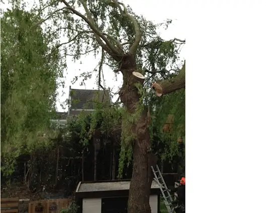 images/028 truerwilg/treurwilg rooien breda-530x424-b01