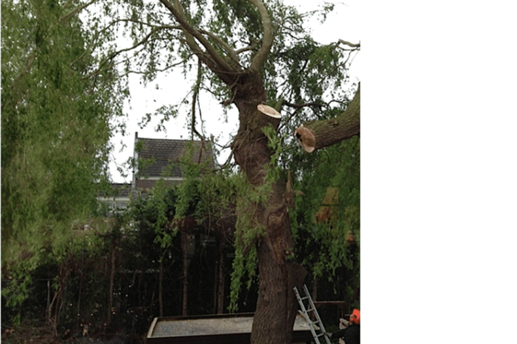 images/028 truerwilg/treurwilg rooien breda-750x500-12d
