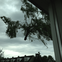 images/028 truerwilg/treurwilg rooien rosmalen kappen snoeien-200x200-55c