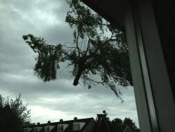images/028 truerwilg/treurwilg rooien rosmalen kappen snoeien-250x188-012