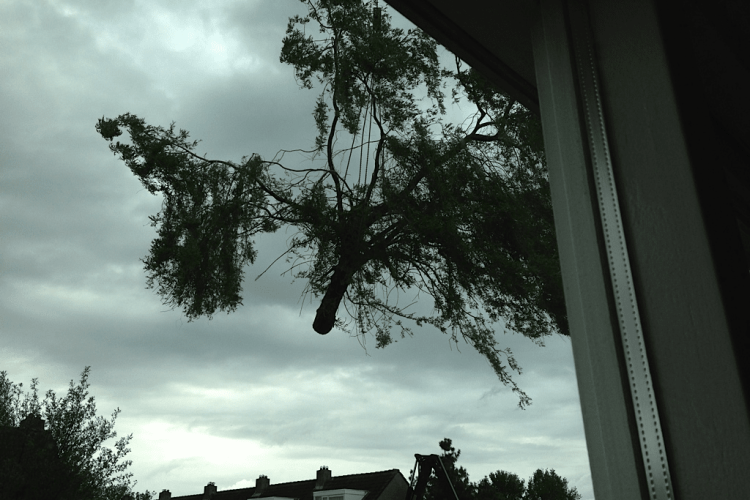images/028 truerwilg/treurwilg rooien rosmalen kappen snoeien-750x500-12d